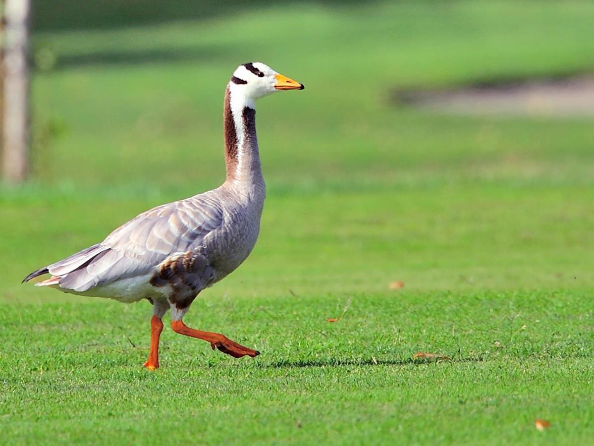 Hotel Golf Club Padova - Relais Graya Galzignano Terme Esterno foto